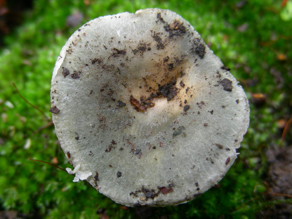 Alla base di un platano